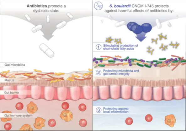 Antibiotiká probiotiká
